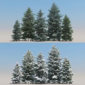5-5 Abies Pinsapo